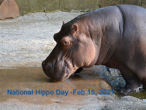 National Hippo Day - 2021 - Knowledge Clips