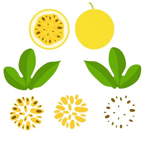 Vector Illustration Of Passion Fruit Passion Fruit Whole And Chunks Ripe Yellow With Leaves