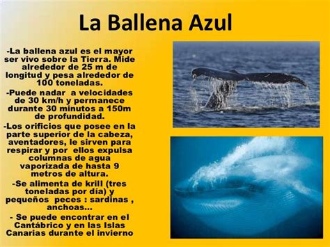 La ballena azul