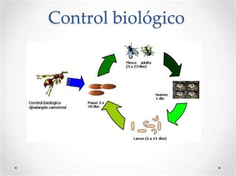 Control Biologico Ppt