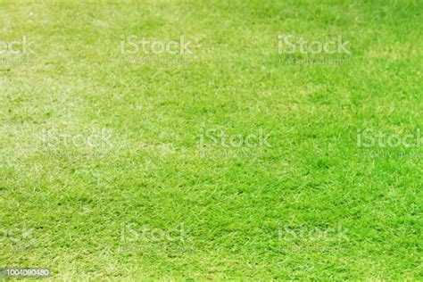 Green Grass Lawn For Background Field Of Fresh Spring Green Grass Field Natural Empty Texture