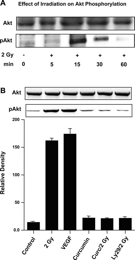 Modulatory Effect Of Curcumin On Survival Of Irradiated Human