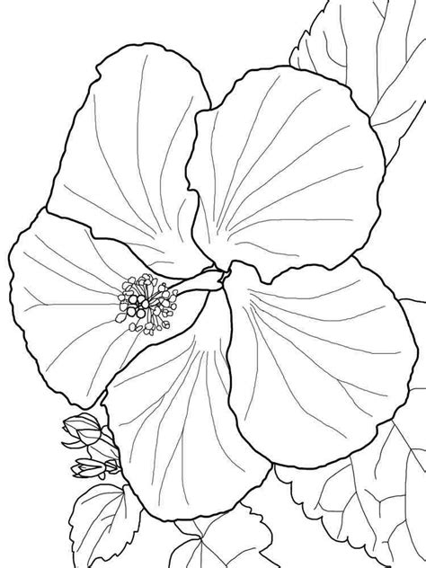 Hibiscus coloring pages