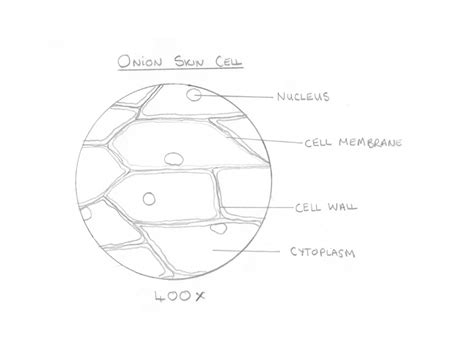 Onion Skin Cell Drawing