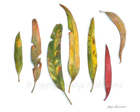 Eucalyptus Leaf Drawing at GetDrawings | Free download