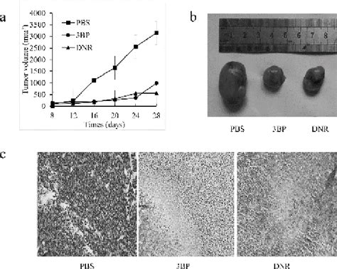 Antitumor Effect Of 3BP In Nude Mice Breast Cancer Cells MDA MB 231
