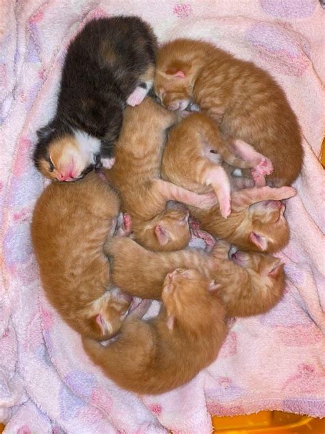 Litter Of 7 Beautiful Kittens All Reserved In Cambridge