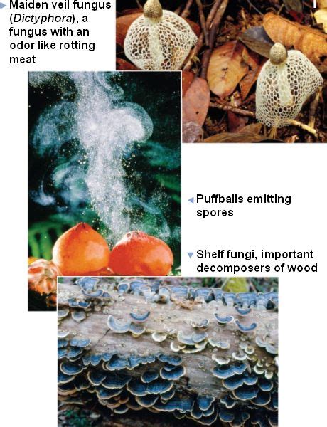 Basidiomycetes.html 31_18Basidiomycetes.jpg