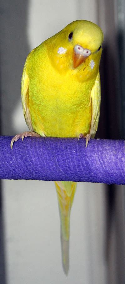 Budgie Parakeet Colors, Varieties, Mutations, Genetics