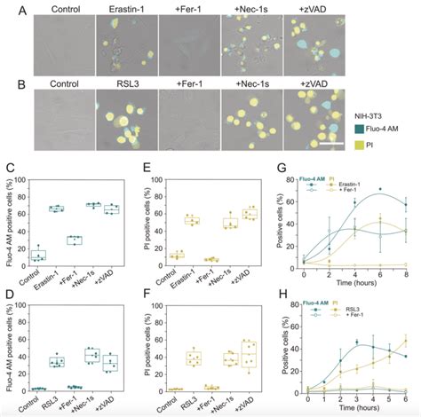 Cell Death And Differentiation丨铁死亡也会打孔 知乎