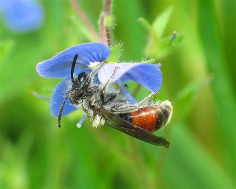 R F Insecta Hymenoptera Andrenidae Andrena