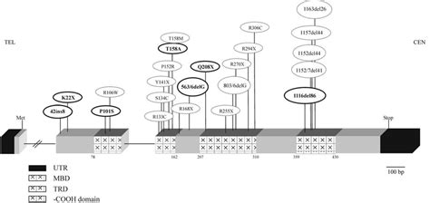 The MECP2 gene exon-intron structure and mutation positions are shown ...