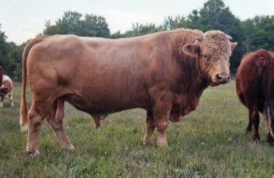 Beefalo Cattle | Oklahoma State University