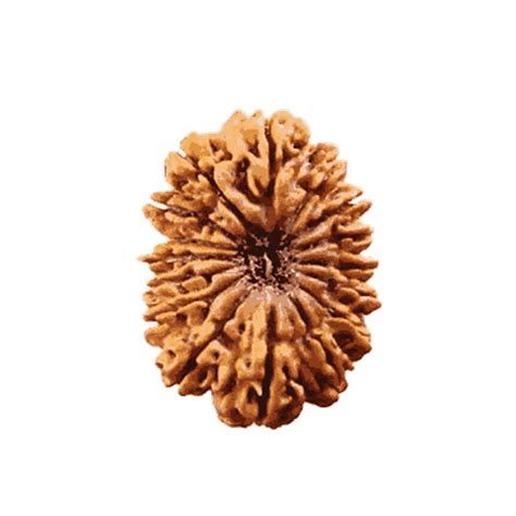 16 Sixteen Mukhi Rudraksha Nepal Beads Buy Online From India USA