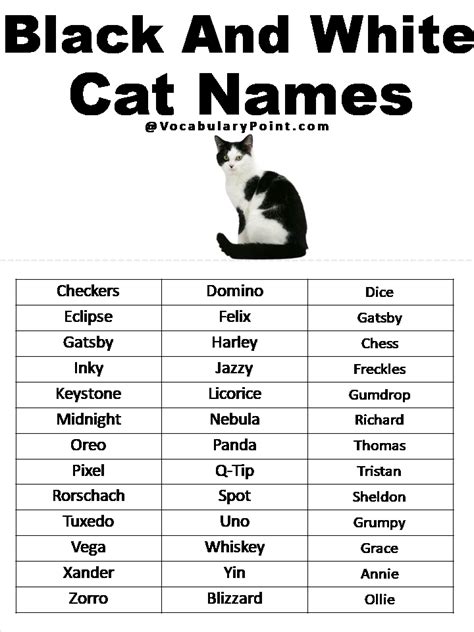 500 Most Popular Cat Names In English Vocabulary Point