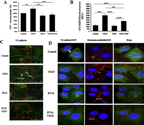 Src Is Required For VEGF Induced Permeability In HUVECs A The Amount