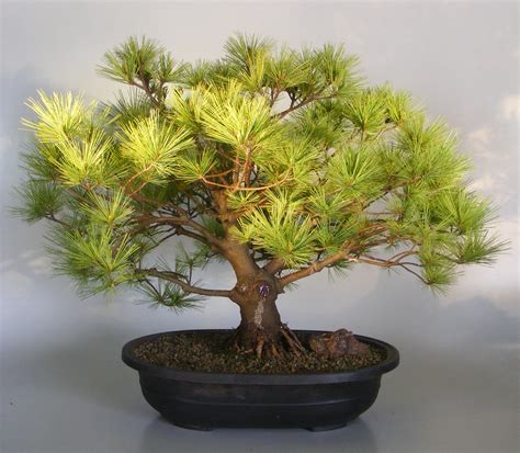 Japanese White Pine Bonsai Treepinus Parviflora