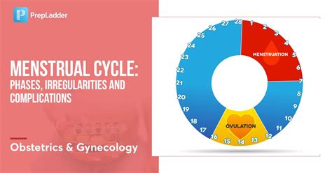 Menstrual Cycle Phases Irregularities And Complications OBGYN