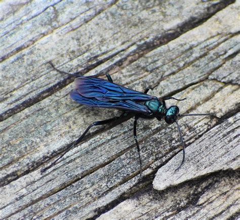 Nearctic Blue Mud Dauber Wasp From Dyer County TN USA On July 01