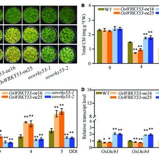 Oswrky Promotes Natural Leaf Senescence A Phenotype Of