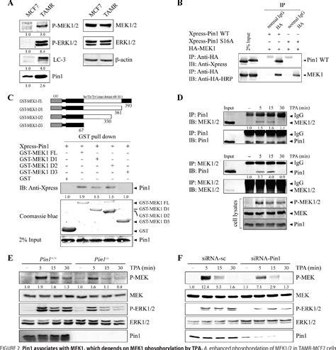 Figure From The Prolyl Isomerase Pin Induces Lc Expression And