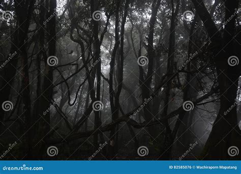 Paisagem Natural Floresta Escura Névoa Branca Foto de Stock