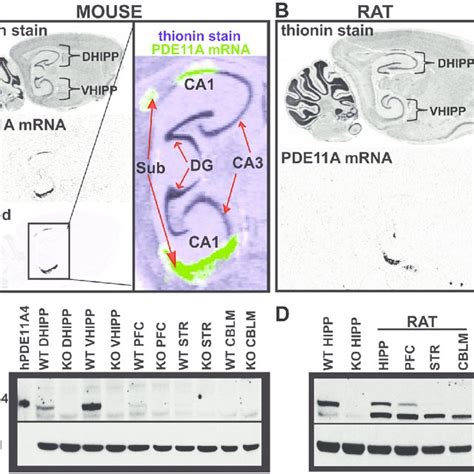 Each Of The 4 Known Pde11a Isoforms Has A Unique N Terminal Domain And