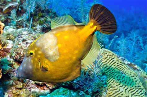 Filefish Images – Browse 1,960 Stock Photos, Vectors, and Video | Adobe ...