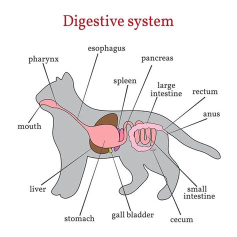 Cat Dissection Digestive System Diagram Digestive Cats Organ