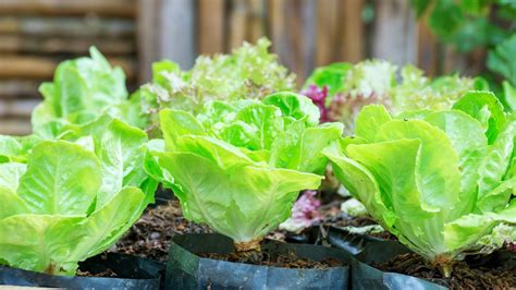 Melhores Op Es De Vegetais Para Plantar Em Maio Guia Regi O Dos Lagos