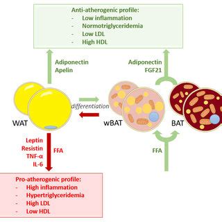 Schematic Representation Of The Relation Between Adipose Tissue And