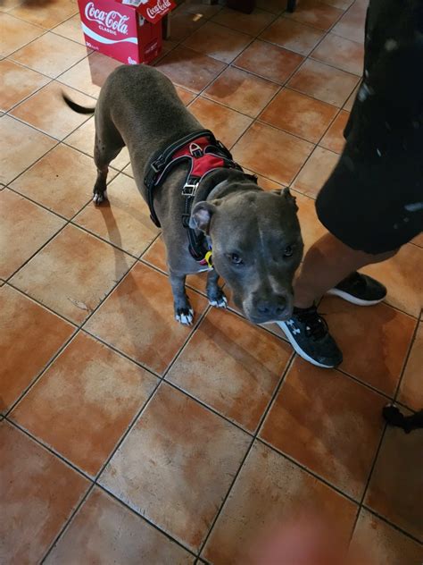 Staffy Harness No Pull Dog Harness Red Staffy Republic