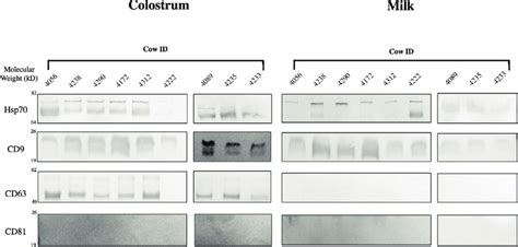 Western Blot Analysis Of Bovine Colostrum And Milk Exosome Isolates For