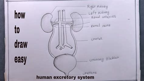 Diagram And Function Of The Excretory System Excretory Syste