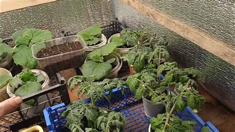 MARS HYDRO*МАРС ГИДРО*Лампа-Огонь лучшая для рассады. - YouTube