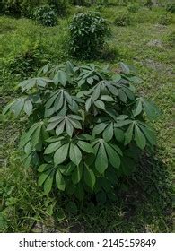 Close Image Cassava Leaves Manihot Pohong Stock Photo 2145159849