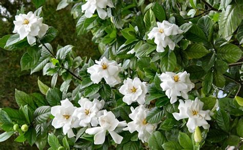 Gardenia Kleim S Hardy Hahira Nursery Buy Georgia Plants Online