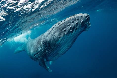 Humpback Whale Facts And Information Guide American Oceans