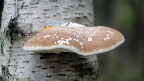 Birch Polypore Fungi An English Wood