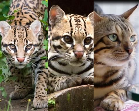 Saiba Qual A Diferen A Entre Gato Bengal Gato Do Mato E Jaguatirica