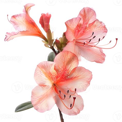 Azalea Flower on Transparent Background 45649009 PNG