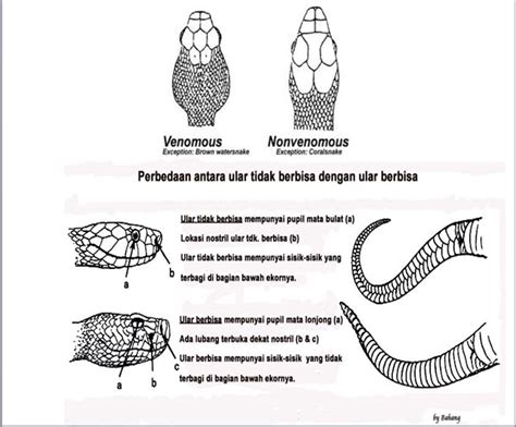 Cara Membedakan Ular Berbisa Dan Tidak Berbisa