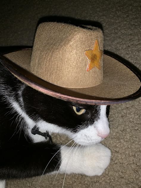 Theres A New Sheriff In Town Crocs Silly Cats Cat Costumes Mew