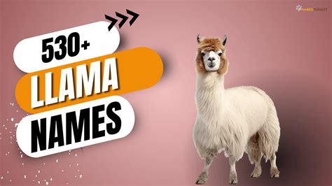 530+ Cute, Funny, & Cool Llama Names For 2024!