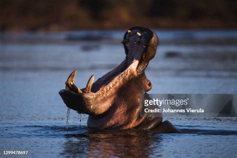 Yawning Hippo Photos and Premium High Res Pictures - Getty Images