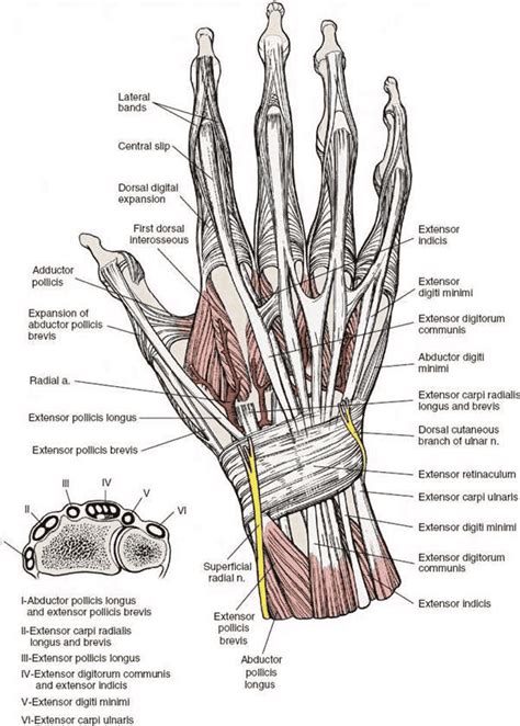 Dorsal Approach To The Wrist