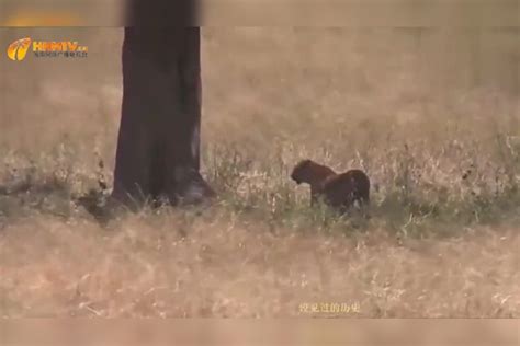 豹子丛林中捕杀羚羊，咬住猎物爬树，太厉害了羚羊猎物豹子