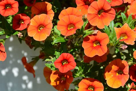 Colibri Orange Calibrachoa Calibrachoa Colibri Orange In Reno