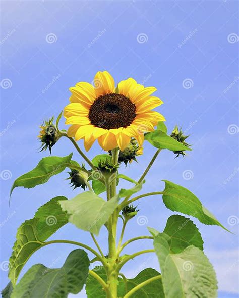 zonnebloem stock foto image  plan blad lang bladeren