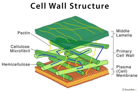 Archaea Cell Wall